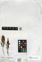 Holotype of Salicornia bigelovii Torrey [family CHENOPODIACEAE]