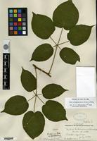 Type of Rubus allegheniensis Porter var. populifolius Fernald [family ROSACEAE]