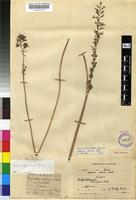 Type of Drimia elata Jacq. [family HYACINTHACEAE]