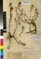 Type of Geigeria natalensis J.M.Wood&M.S.Evans [family ASTERACEAE]