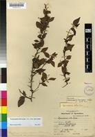 Isolectotype of Gymnosporia harveyana Loes. [family CELASTRACEAE]