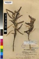 Type of Salix woodii Seemen [family SALICACEAE]