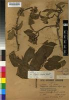 Type of Vangueria chartacea Robyns [family RUBIACEAE]