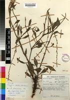 Isotype of Oxygonum robustum Germish. [family POLYGONACEAE]