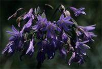 Agapanthus campanulatus
