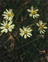 Knowltonia transvaalensis