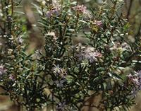 Agathosma ovata