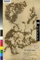 Type of Lotononis woodii Bolus [family FABACEAE]