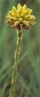 Aloe modesta