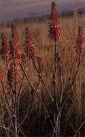 Aloe dewettii
