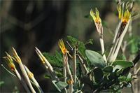 Agelanthus natalitius
