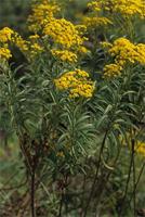 Senecio serratuloides