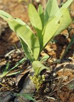 Dichapetalum cymosum