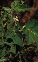 Solanum macrocarpon