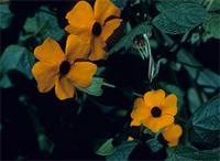 Thunbergia alata