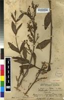 Type of Plectranthus floribundus N.E.Br. [family LAMIACEAE]