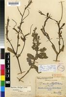 Syntype of Sisymbrium thellungii O.E.Schulz [family BRASSICACEAE]