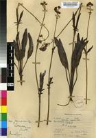 Isotype of Valeriana capensis Thunb. var. lanceolata N.E.Br. [family VALERIANACEAE]