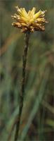 Aloe modesta