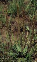 Plantago major