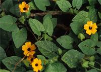 Thunbergia alata