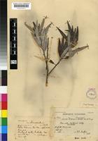 Type of Salix wilmsii Seemen [family SALICACEAE]