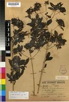 Holotype of Pavetta woodii Bremek. [family RUBIACEAE]