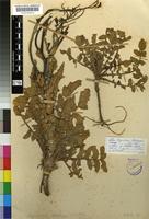 Syntype of Sisymbrium thellungii O.E.Schulz [family BRASSICACEAE]