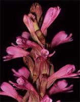 Satyrium macrophyllum