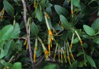 Agelanthus natalitius