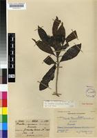 Holotype of Pavetta inandensis Bremek. [family RUBIACEAE]