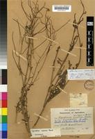 Syntype of Sisymbrium capense Thunb. [family BRASSICACEAE]