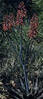 Aloe greatheadii