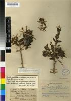 Holotype of Pavetta gracilifolia Bremek. [family RUBIACEAE]