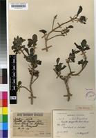 Holotype of Pavetta haegarthii Bremek. [family RUBIACEAE]