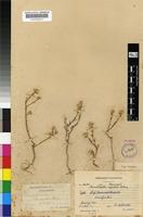 Type of Hermbstaedtia capitata Schinz [family AMARANTHACEAE]