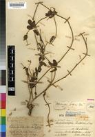 Type of Dalechampia galpinii Pax [family EUPHORBIACEAE]