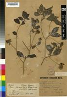 Syntype of Pavetta barbertonensis Bremek. [family RUBIACEAE]