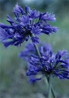 Agapanthus campanulatus