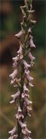 Disa aconitoides