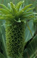 Eucomis autumnalis