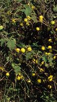 Solanum macrocarpon