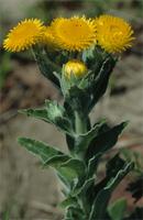 Helichrysum cooperi