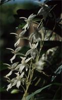 Aerangis mystacidii