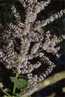 Tetradenia riparia