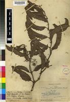 Type of Cissus humilis (N.E.Br.) Planch. [family VITACEAE]