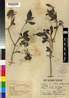 Syntype of Pavetta barbertonensis Bremek. [family RUBIACEAE]
