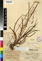 Type of Chlorophytum transvaalense (Baker) Kativu [family ANTHERICACEAE]