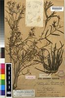 Holotype of Brachystelma franksiae N.E.Br. subsp. franksiae [family APOCYNACEAE]
