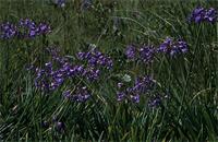 Agapanthus campanulatus